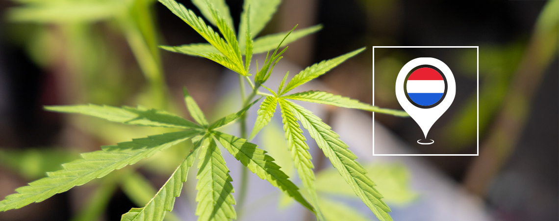 Die besten Outdoor-Cannabissorten für den Anbau in den Niederlanden