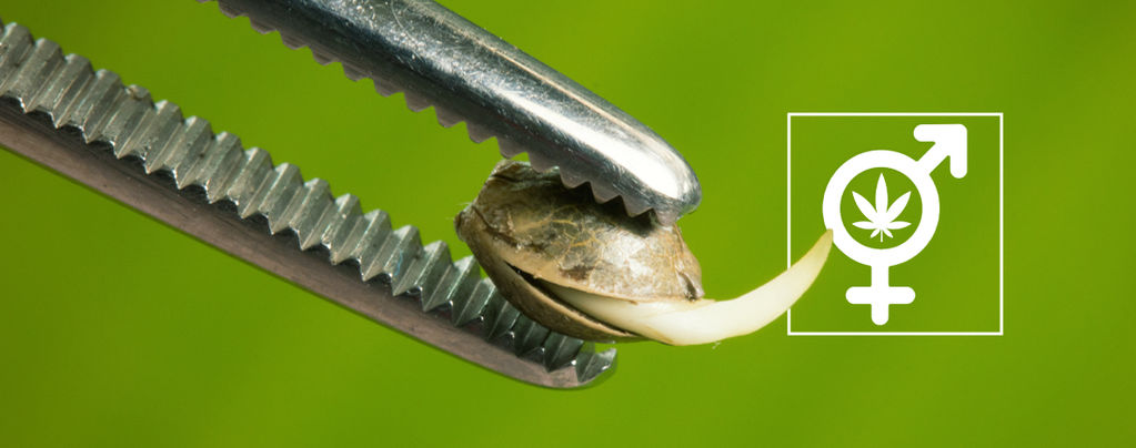 Reguläre Und Feminisierte Cannabissamen: Was Ist Der Unterschied?