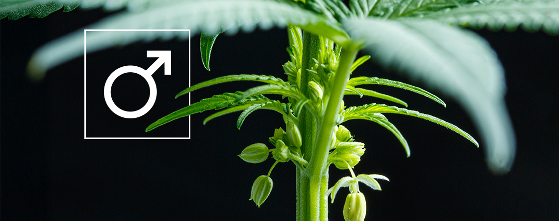 Was macht man mit männlichen Cannabispflanzen?