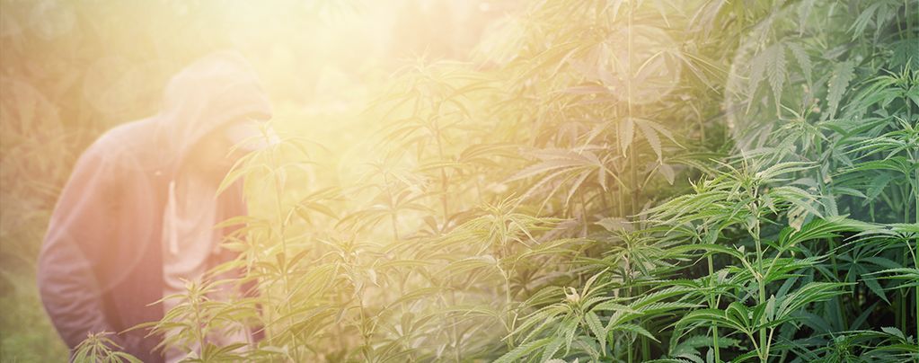 Cannabissorten Für Den Guerilla-Anbau