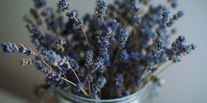 Kräuter Cannabis Mischen Kräuter & Samen