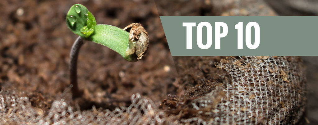 Einfach Anzubauende Cannabissorten