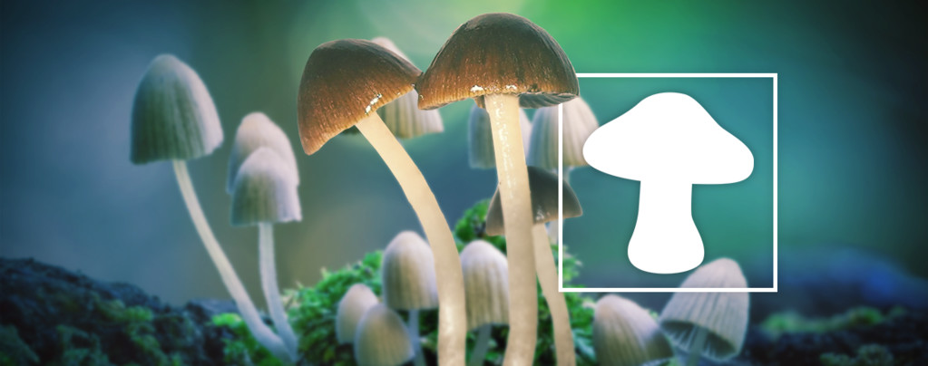 Zauberpilze Zauberpilze