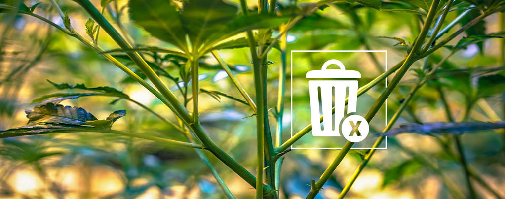 Das Kannst Du Mit Deinen Übrig Gebliebenen Cannabisstängeln Machen