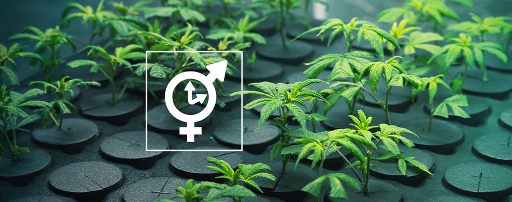 Klone Autoflowering Pflanze