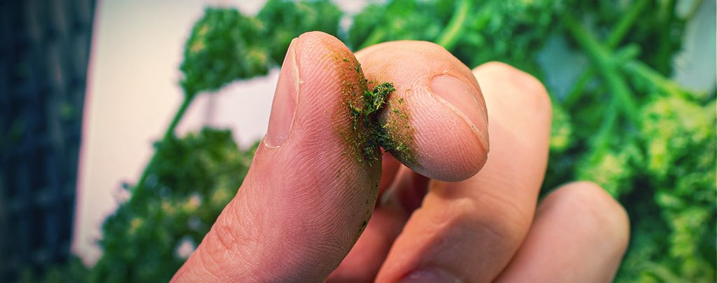 Was Man Gegen Klebrige Cannabisfinger Machen Kann