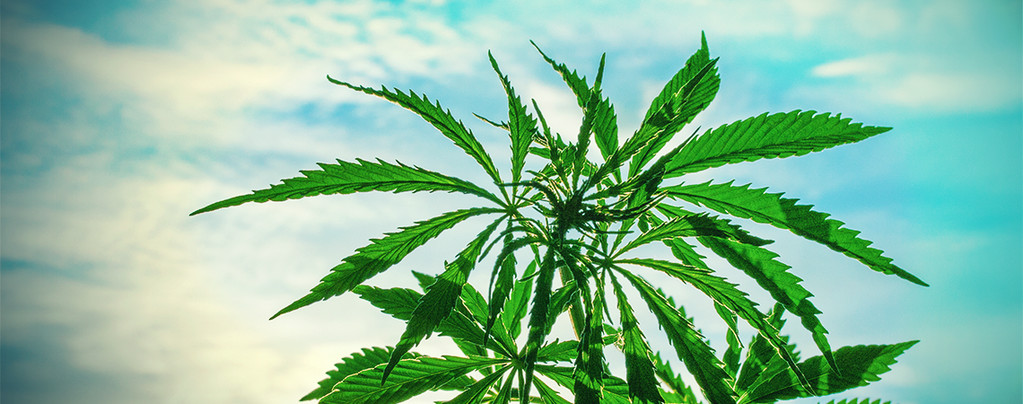 Cannabissamen Warme Klimazone