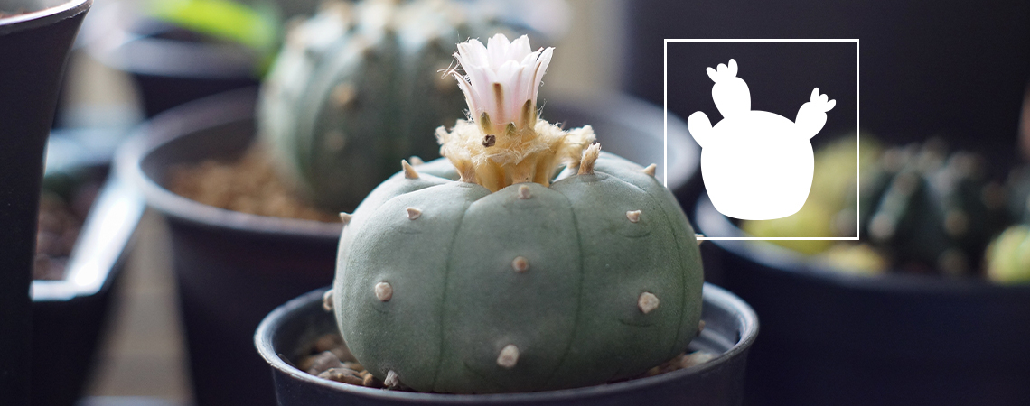 Lophophora decipiens: Ein schneller wachsender Peyote