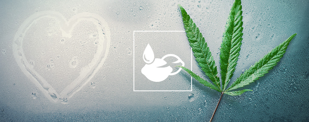 Besten Cannabissamen Für Feuchte Klimata