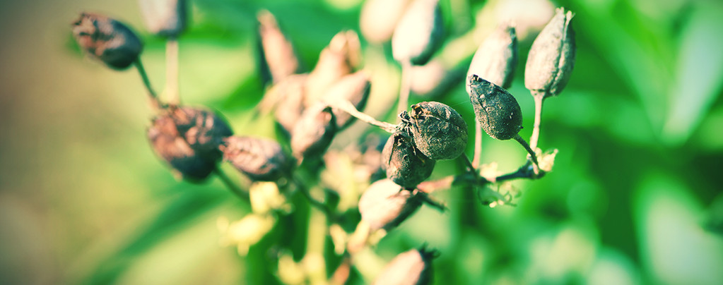 Wie Man Seinen Eigenen Tabak Aus Samen Aufzieht