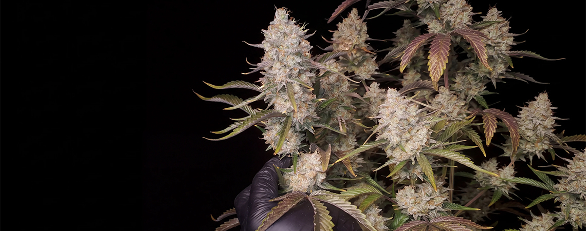 Die Top 5 ertragreichsten autoflowering Sorten