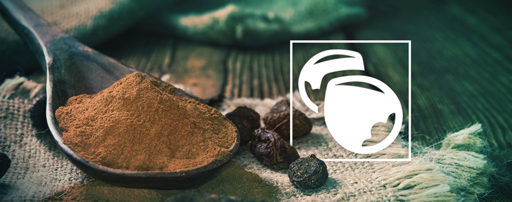 Kolanuss - Cola nitida