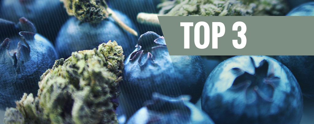 Blueberry Cannabis
