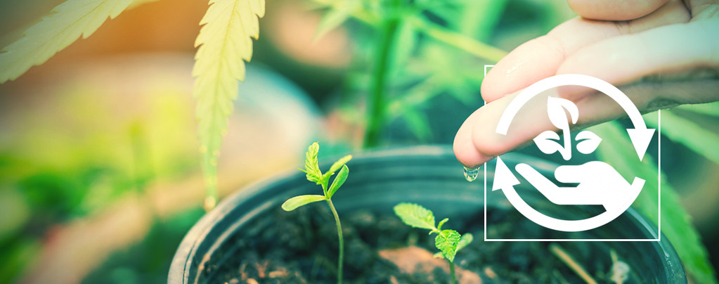 Phasen Des Cannabisanbaus