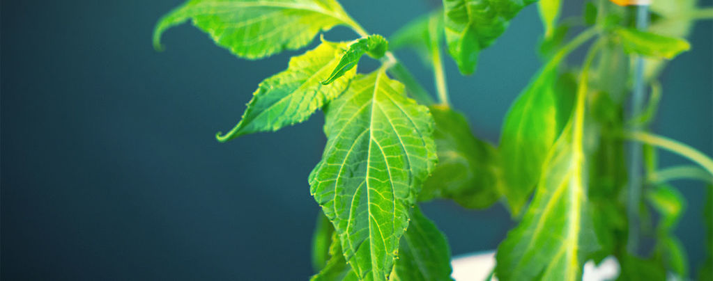 Wie Man Salvia Divinorum Verarbeitet