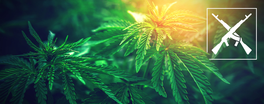 Sweet Lemon AK (Zamnesia Seeds) feminisiert