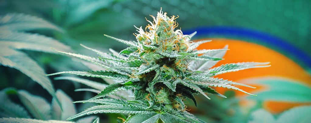 Herkunft Von Amnesia