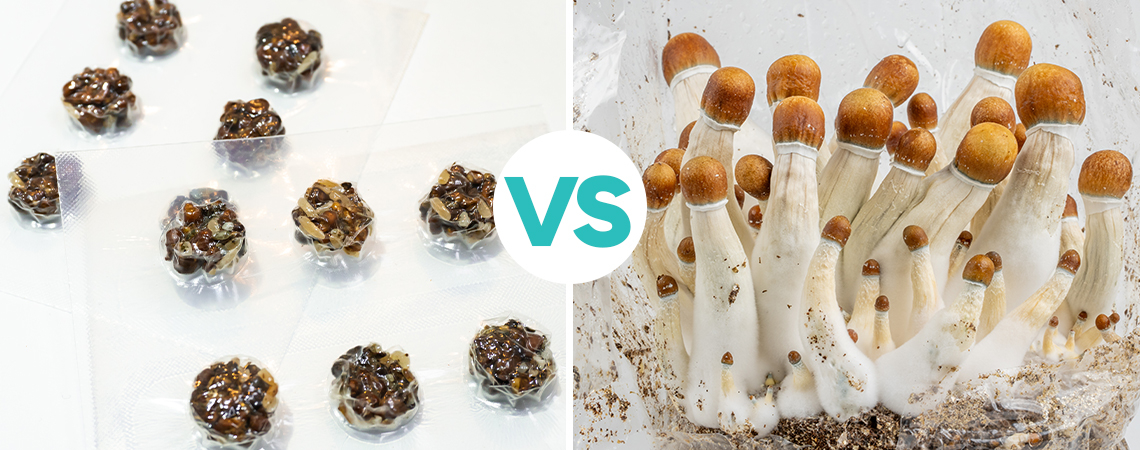 Magische Trüffel vs. Magic Mushrooms: Was ist besser? Magische Trüffel vs. Magic Mushrooms: Was ist besser?