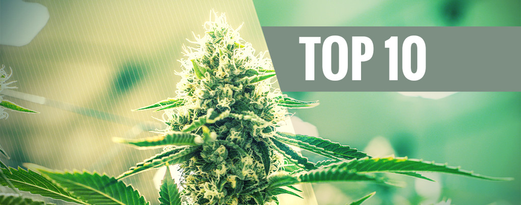 Top 10 Kush Cannabissorten