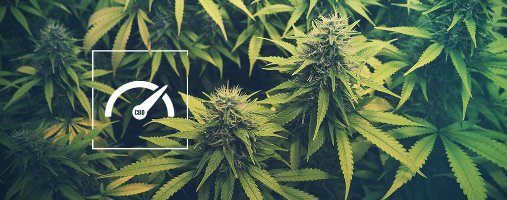 Wie Man Beim Anbau Von Cannabis Den CBD-gehalt Steigert