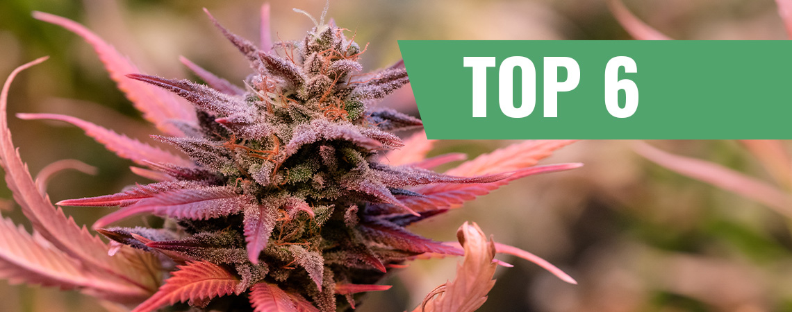 Cannabissorten Für Den Valentinstag