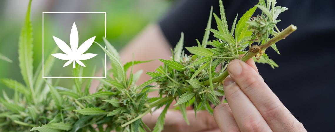 Cannabissorten unter 1% THC