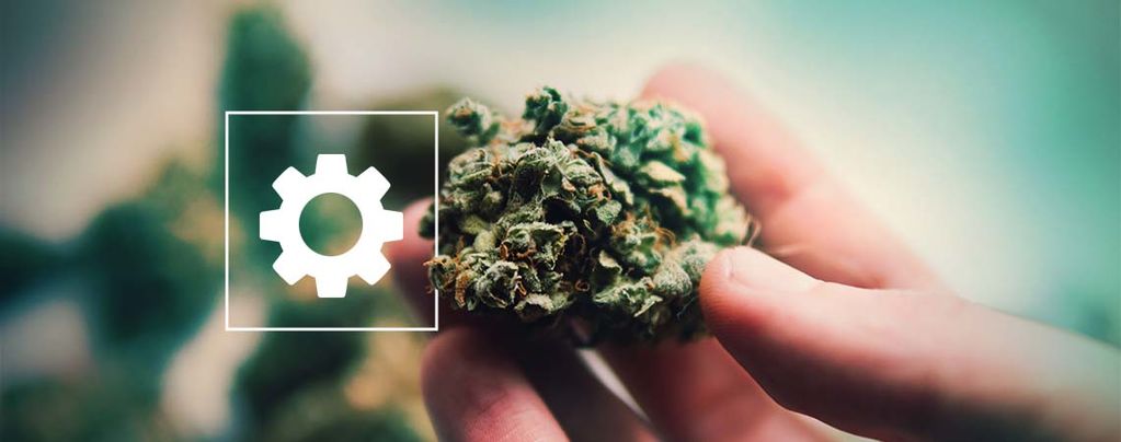 Sticky Beast Automatic Sticky Beast Automatic