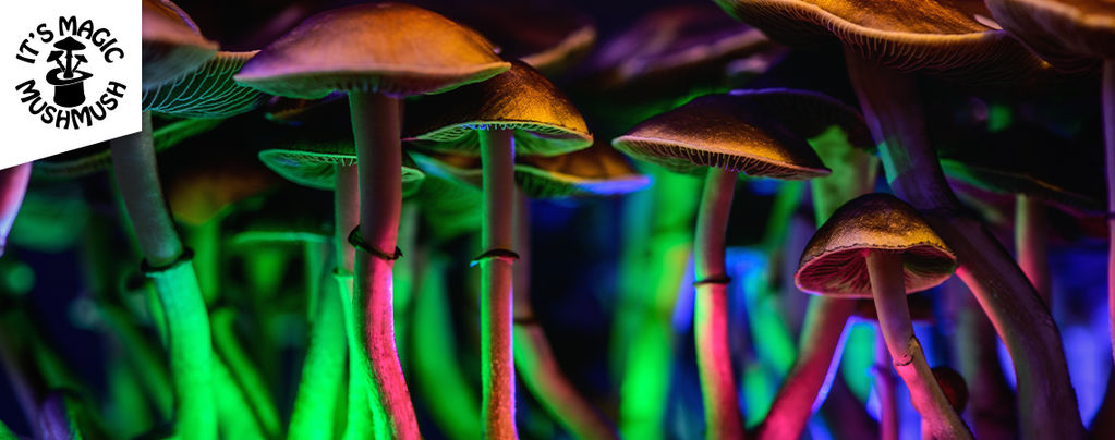 Rezension für Zamnesias Zuchtset Treasure Coast