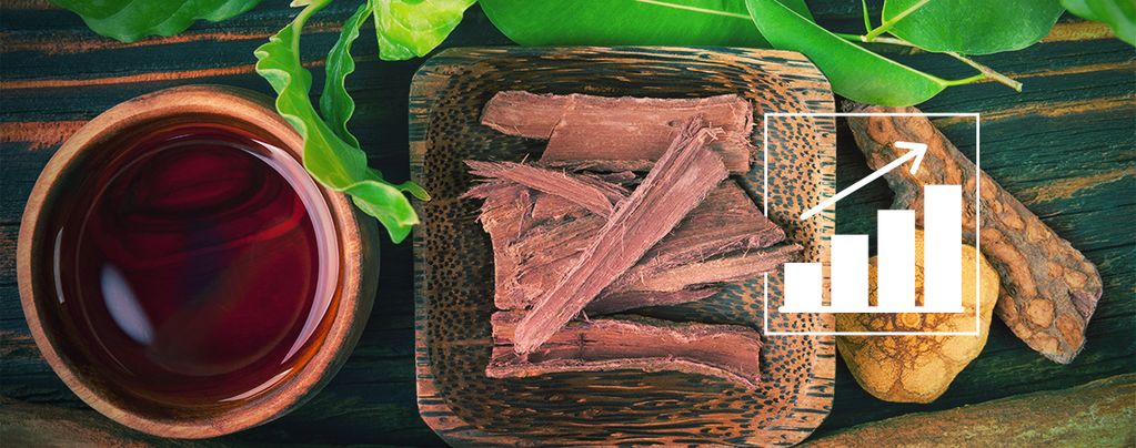 Wie Man Banisteriopsis Caapi Aus Samen Anbaut