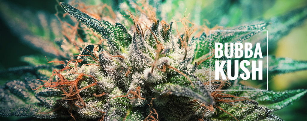 Bubba Kush (Dinafem) feminisiert