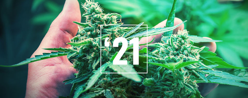 Die Besten Cannabissorten Für Das Jahr 2025