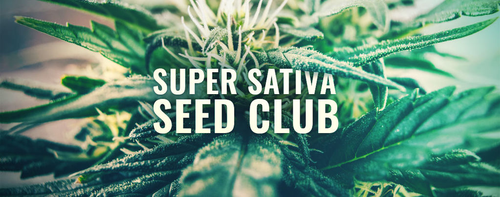Super Sativa Seed Club Ist Zurück! Super Sativa Seed Club