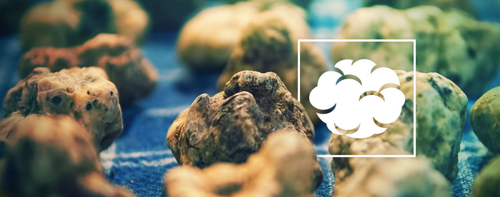 Psilocybe Galindoi: Fleisch Der Götter