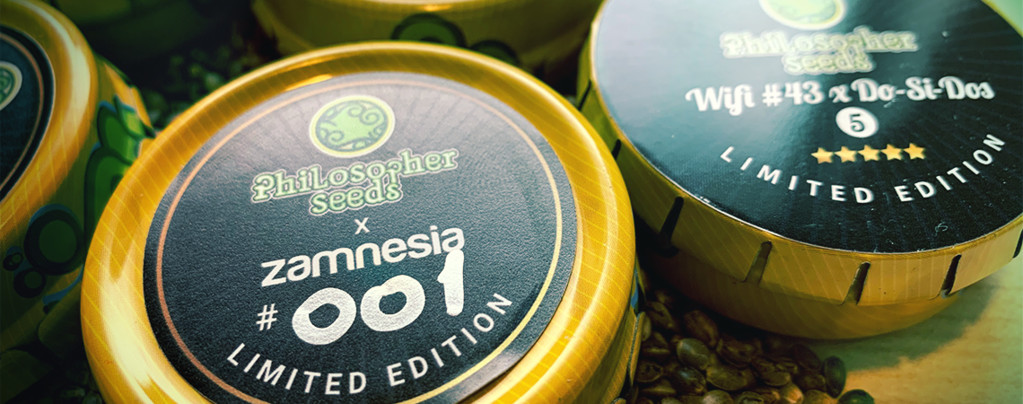 Wifi 43 x Do-Si-Dos (Philosopher Seeds x Zamnesia) feminisiert Wifi 43 x Do-Si-Dos (Philosopher Seeds x Zamnesia) feminisiert