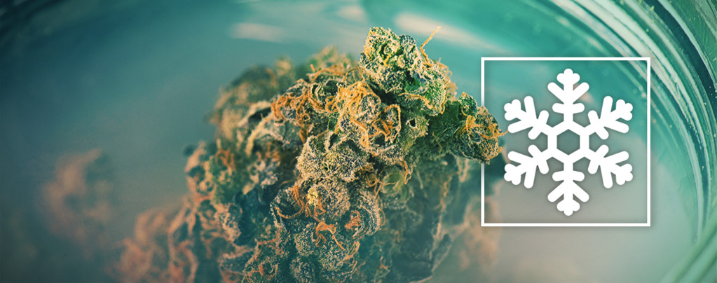Cannabis Einfrieren Oder Nicht?