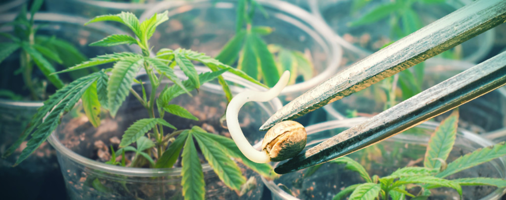 Samen Vs. Klone: Ein Ausführlicher Leitfaden Über Vor- Und Nachteile