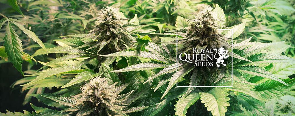 Royal Queen Seeds