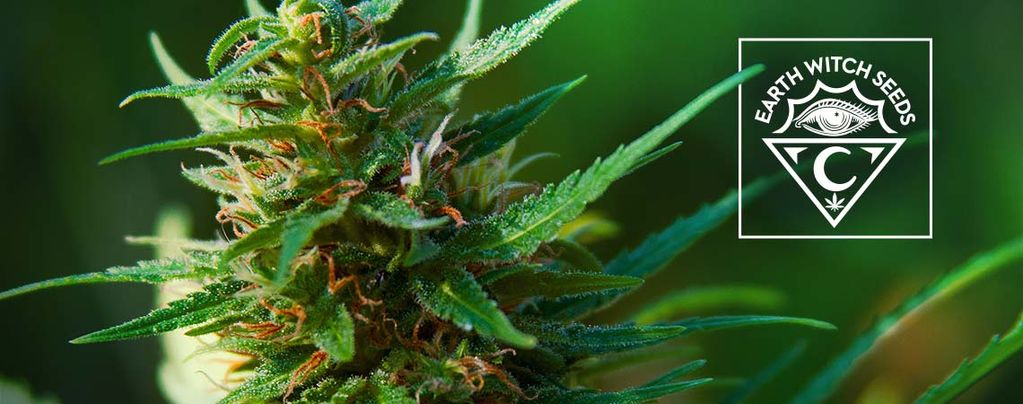 Earth Witch Seeds: Biologisch Und Vegan