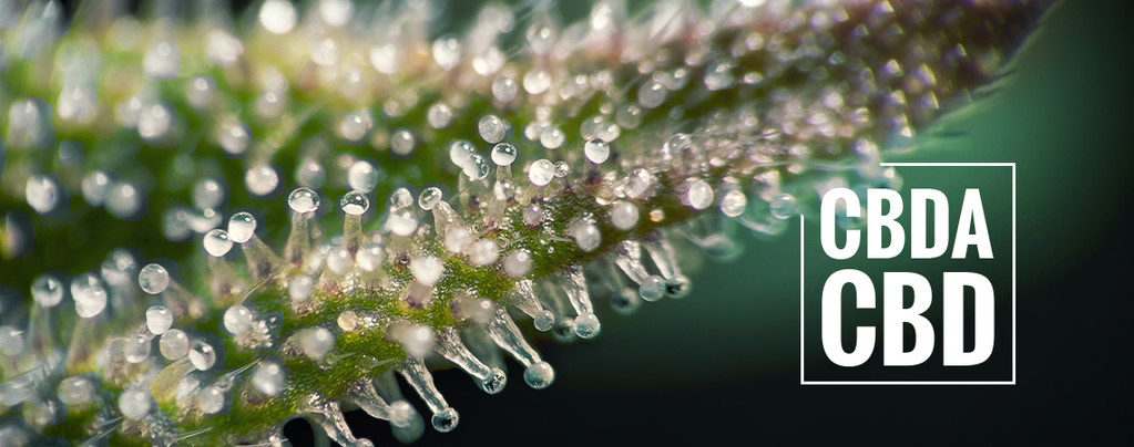 Was Ist CBDA Und Wie Unterscheidet Es Sich Von CBD?