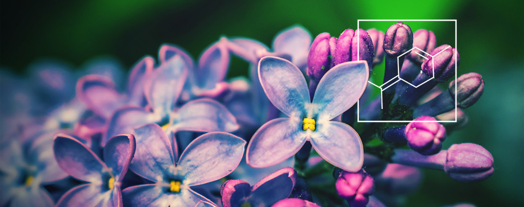 Die Nutzen von Terpinolen besser verstehen