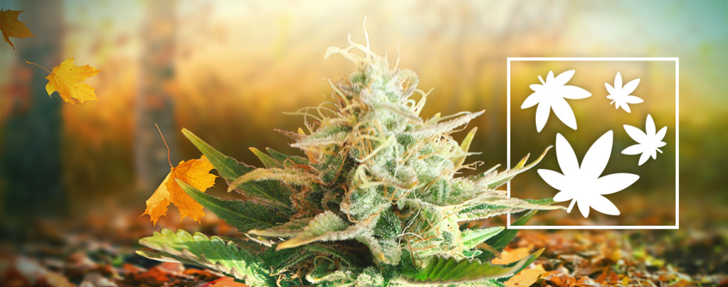 Herbst Die Beste Zeit Zum Weed Rauchen