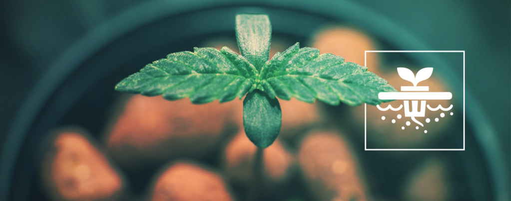 5 Cannabissorten, Die Perfekt Für Eine Tiefwasser-Kultur Geeignet Sind