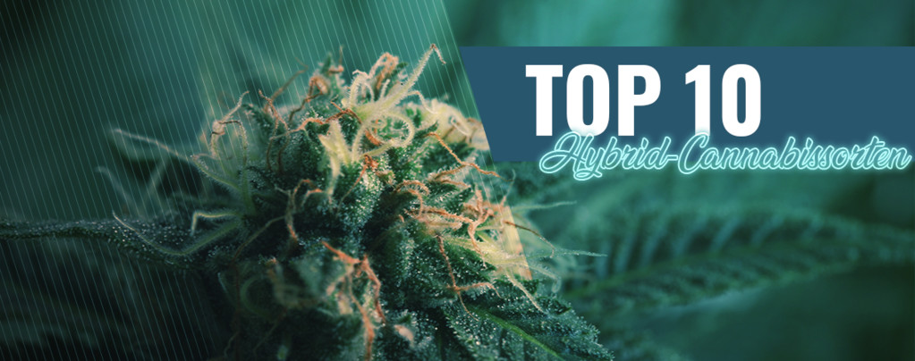 Amsterdams 10 Beste Coffeeshops Hybrid-Cannabis