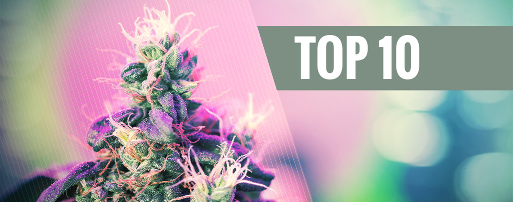 Die 10 Besten Preisgekrönten Cannabissorten