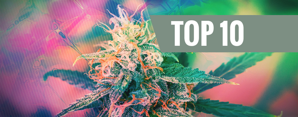 Die Top 10 Der Psychedelischen Cannabissorten