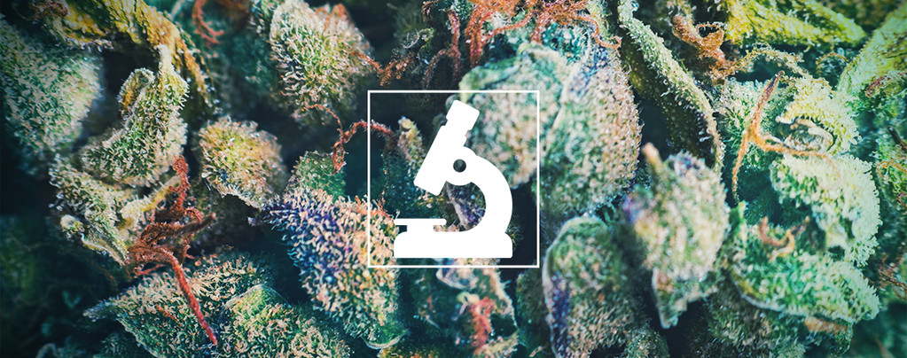 Die Nutzen Eines Mikroskops Für Cannabisanbauer Und -Raucher