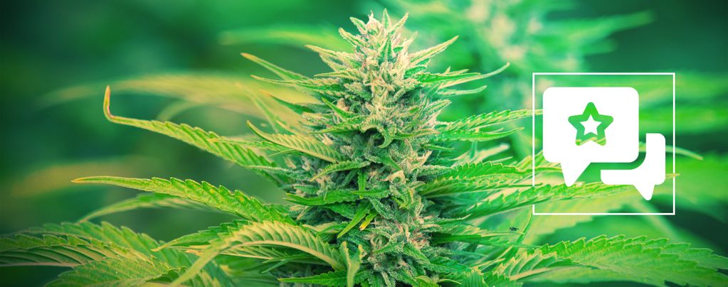 Gorilla Zkittlez (Barney's Farm) Feminisiert