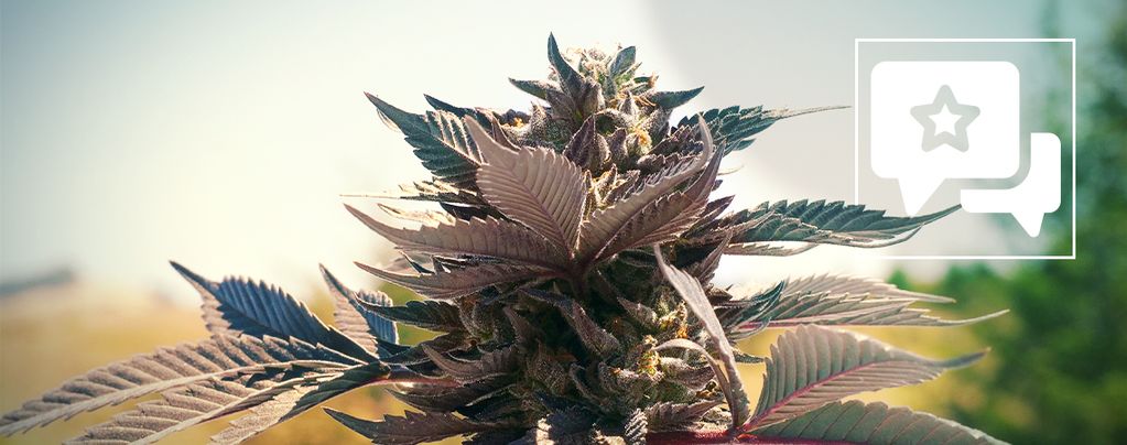 Wedding Cake (Zamnesia Seeds) feminisiert Wedding Cake (Zamnesia Seeds) feminisiert