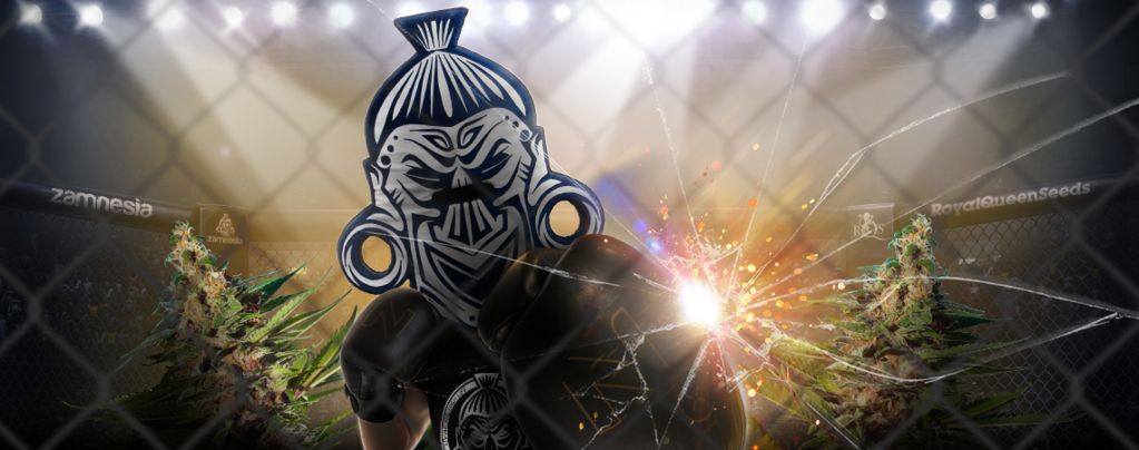 ZZ Punch (Royal Queen Seeds x Zamnesia) feminisiert
