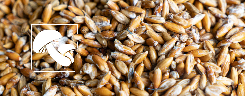 Was Ist Pilzbrut (Und Wie Erzeugt Man Sie)?